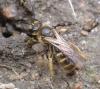 Lasioglossum sp.